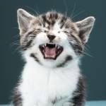 pouci minou Profile Picture