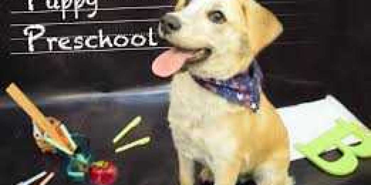 Puppy School Zetland – Puppy Training Tips